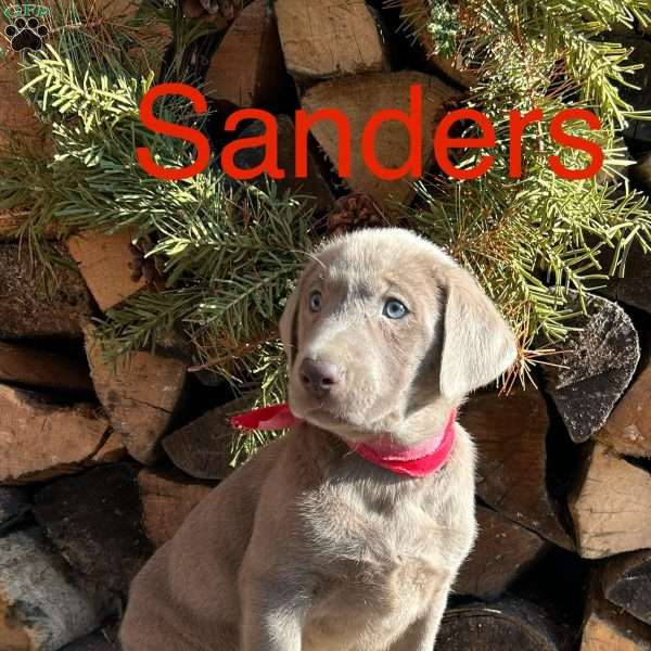 Sanders, Silver Labrador Retriever Puppy